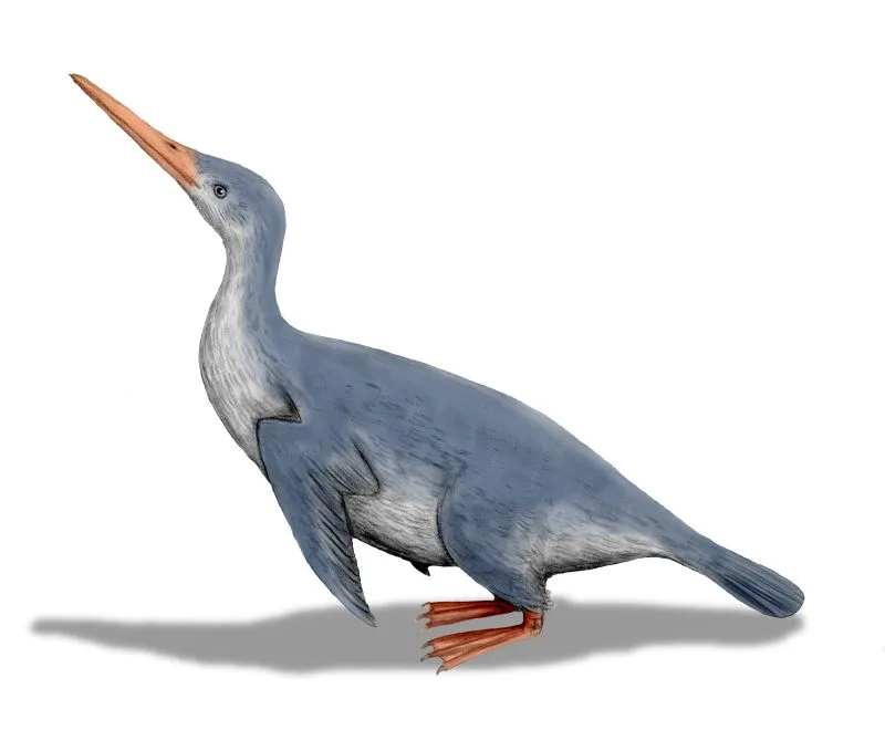 原始的なペンギン、ワイマヌの復元図