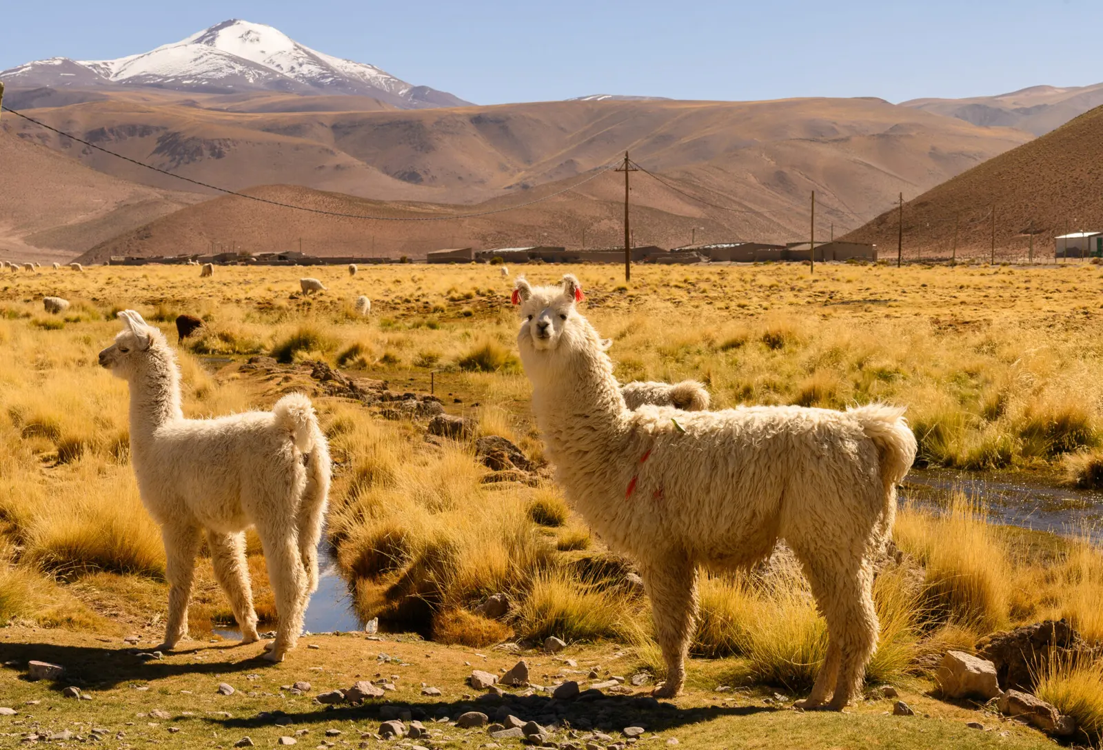 アルゼンチンの動物|どこで何に会えるかの一覧