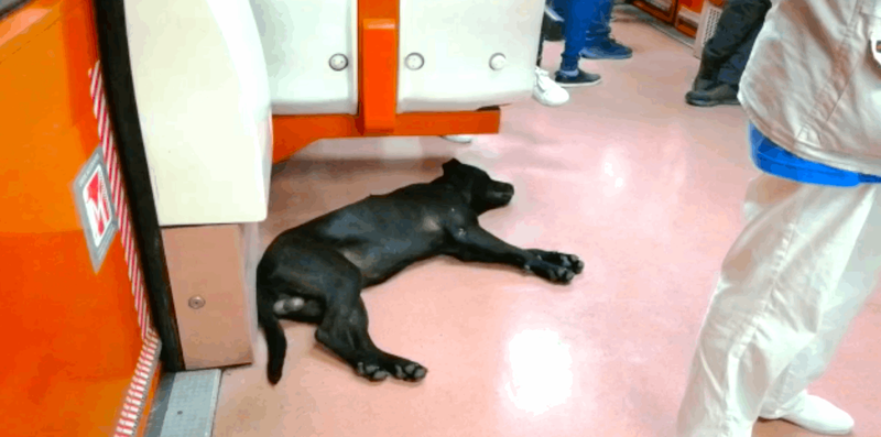 スブテの車内の床で眠る黒い犬